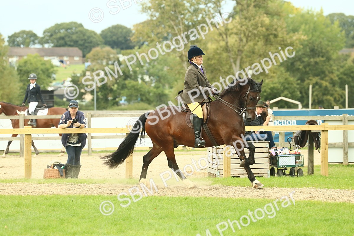 SBM_71993 - S60 - Mountain & Moorland Ridden Large Breeds