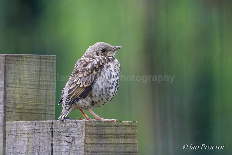 Flown the Nest 1 - Nature
