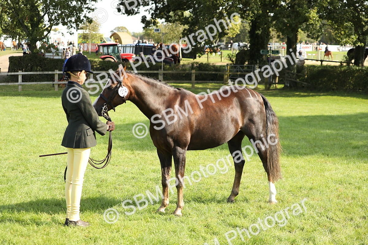 SBM_61048 - S44 - Part Bred Pony In hand