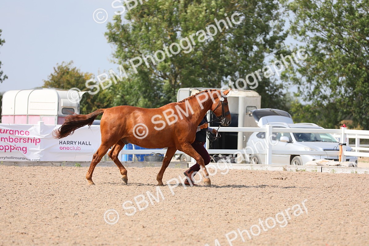 SBM_15675 - Class 312 IH Competition Horse/Pony