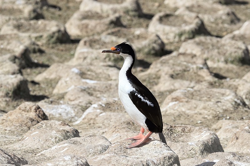 Lone Imperial Shag & nest mounds, Carcass Island, Falklands - Imperial Shag