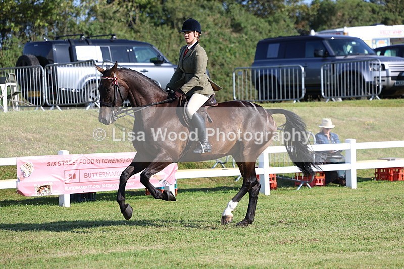 3E7A5401 - Class 2: Rising Star Large Hack/Riding Horse