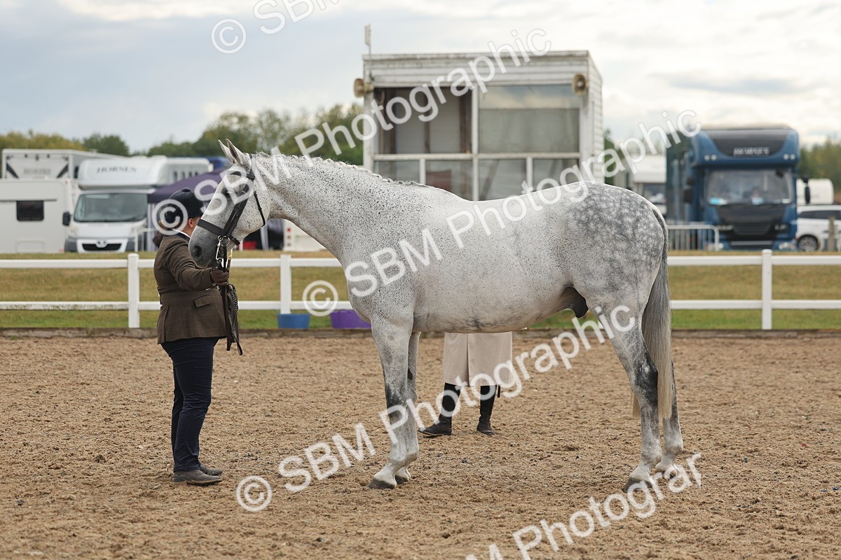 SBM_07930 - Class 28 - IH Veteran Horse
