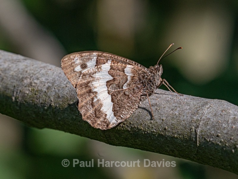 Great banded grayling (Brintesia circe) - Insects, Spiders and other Animals
