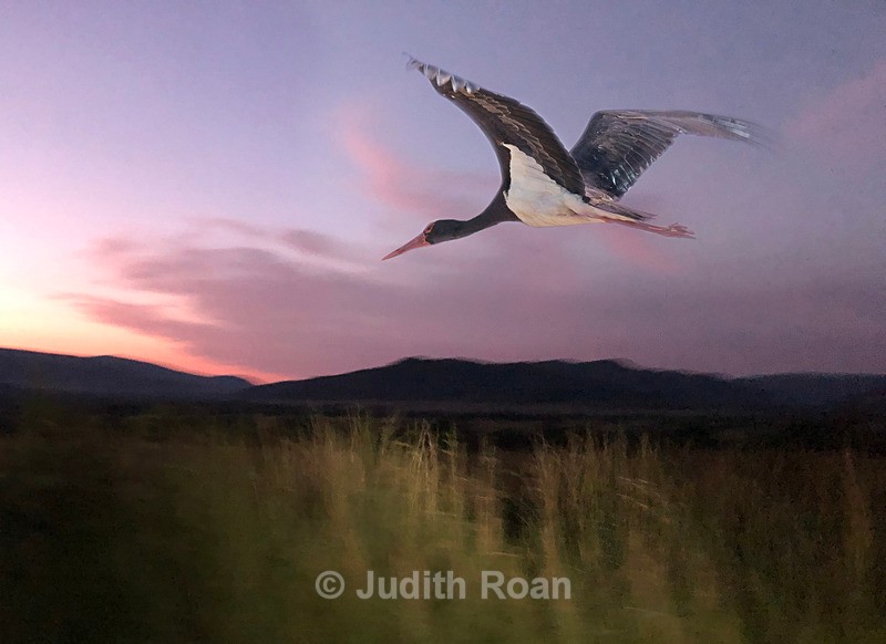 Black Stork montage - Photo Montages