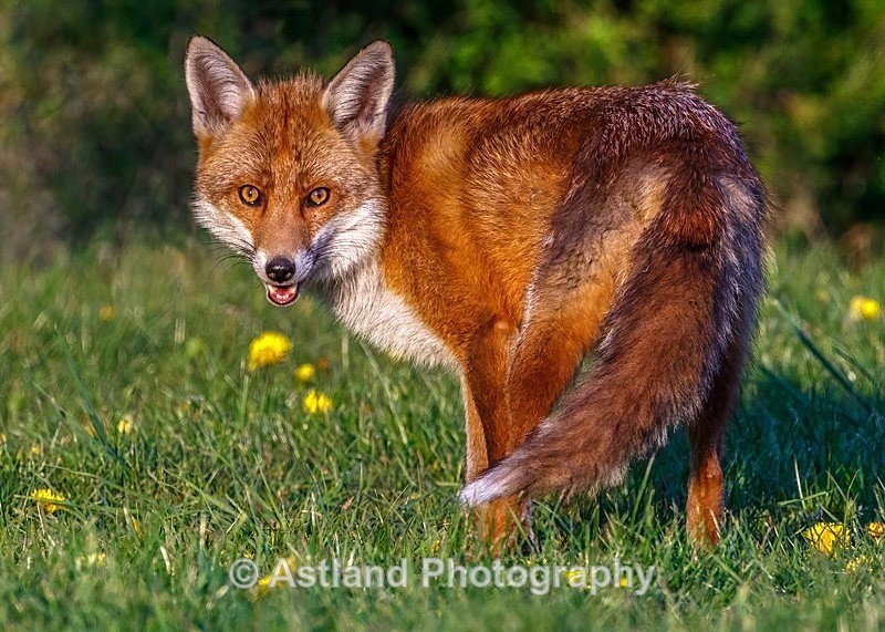 Astland Photography, Bird and Wildlife Images, Susan and Peter Wilson, U.K.