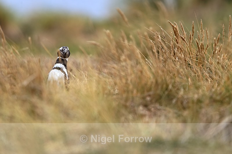 Magellanic Penguin moving through grass, Carcass Island, Falklands - Magellanic Penguin