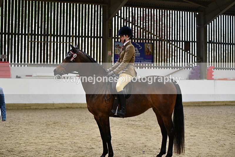 WJ5_8898 - Class 15 Ridden Show Horse