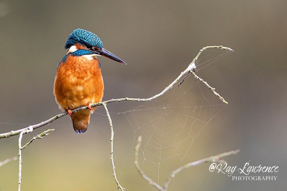Kingfisher Alcedo Atthis029 - Kingfishers