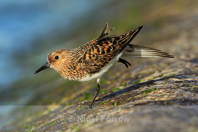 Sanderling (male, breeding plumage) having a stretch at Farmoor - Sanderling