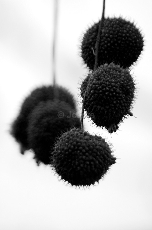 Bat fruit - B&W01