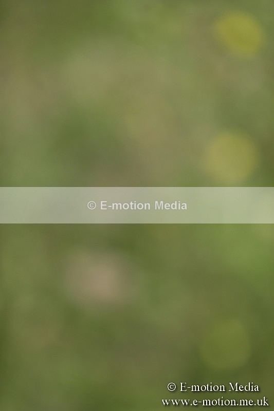 BVR160717-1167 - Class 2 Dressage 16/07/17