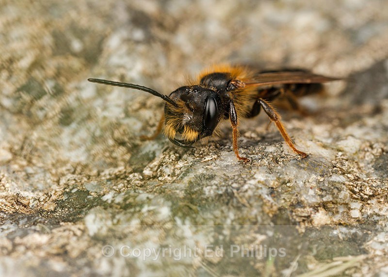 Andrena bucephala (m) - Andrena bucephala