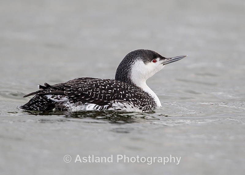 Astland Photography, Bird and Wildlife Images, Susan and Peter Wilson, U.K.