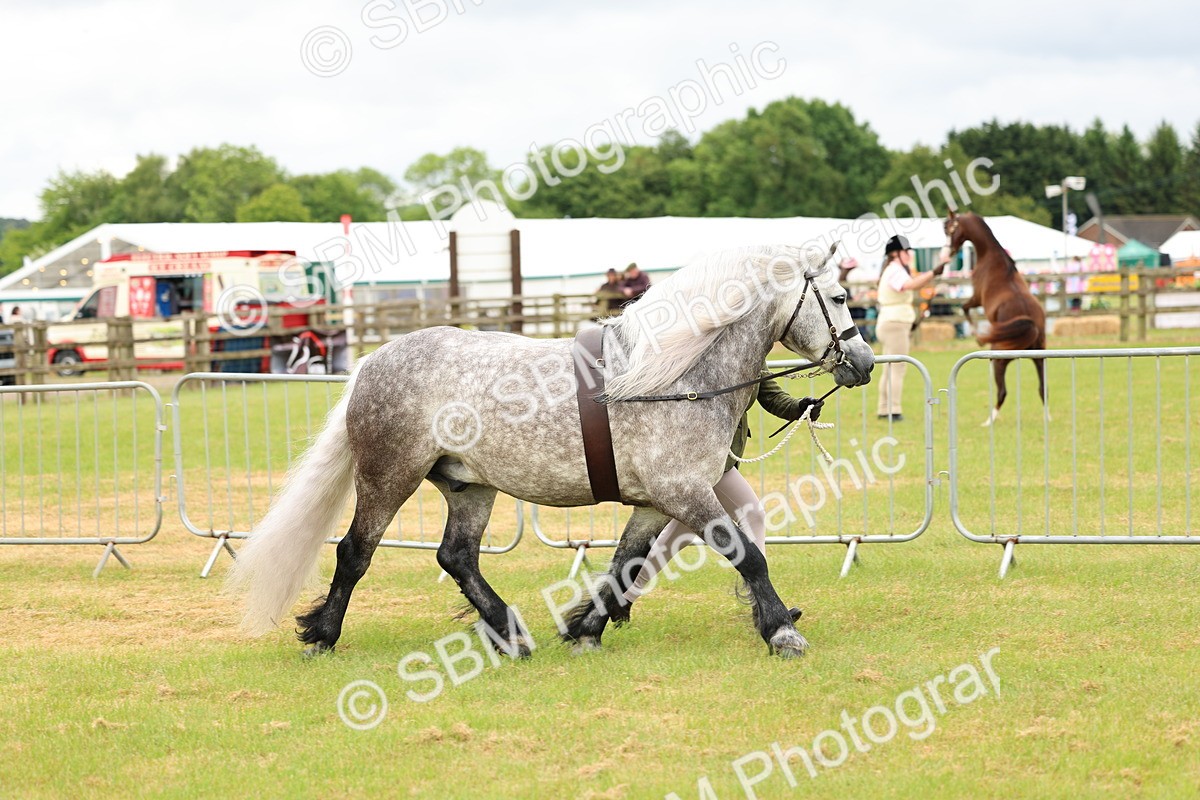 SBM_00647 - Class 58-67 - M&M Non Welsh Pony In hand