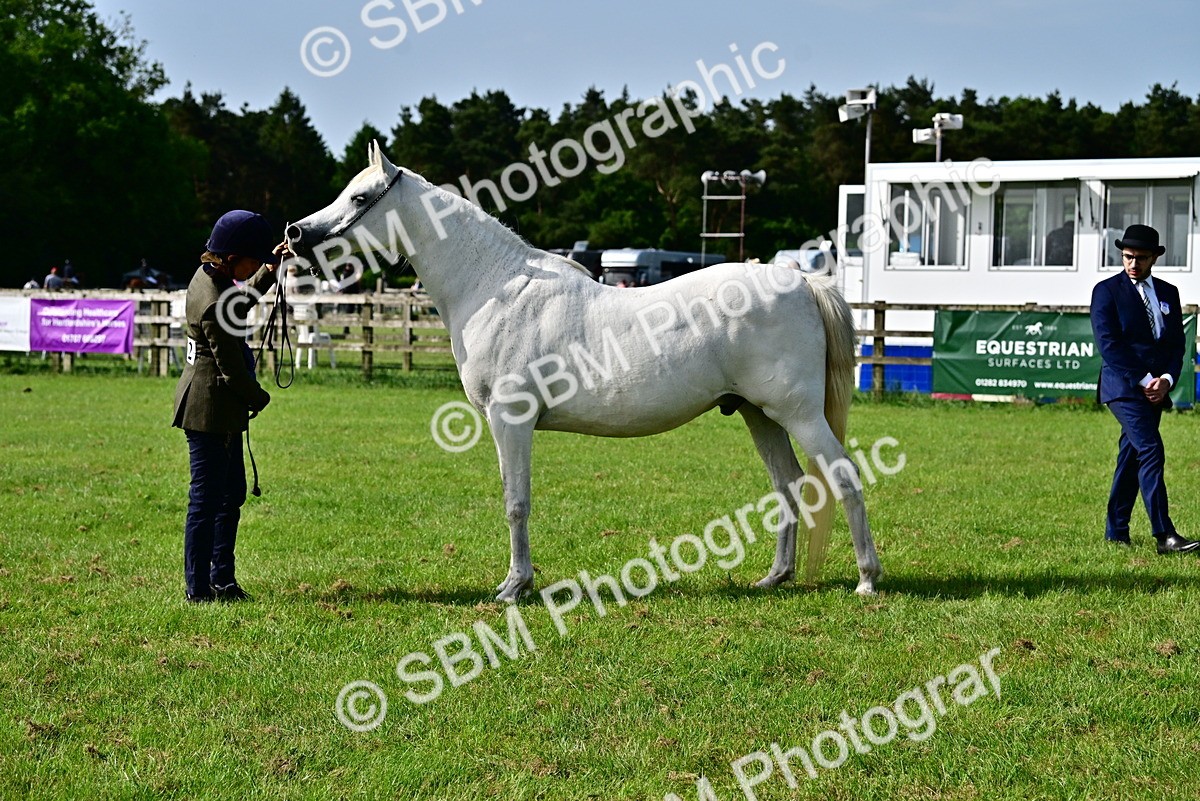 SBM_01045 - Class 46-49 - Arab and Part Bed-Anglo Arab In Hand