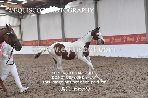 JAC_6659 - 15 Ziggy of Westoak