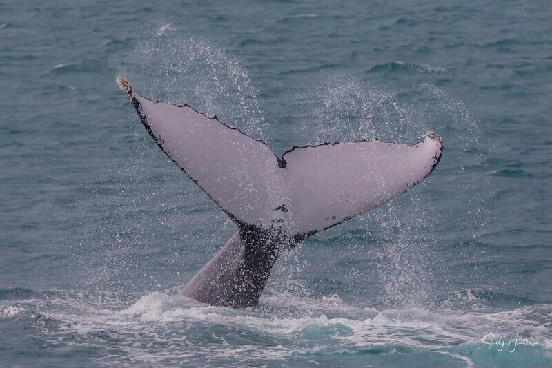 HB Tail Slap 11. 0A3A4691 - Copy - 2025 Hervey Bay Whales