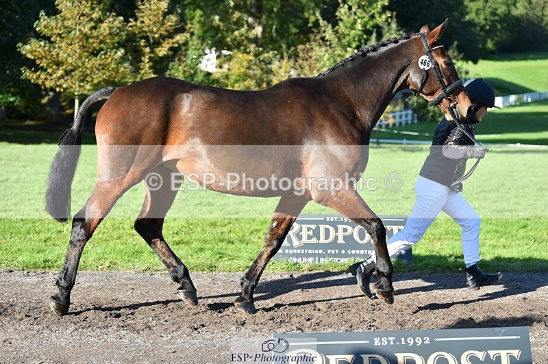 231022-105134-23548 - 466-SPARHANGER.VELVET-Tichy.Sanders-TrotUp+SJ