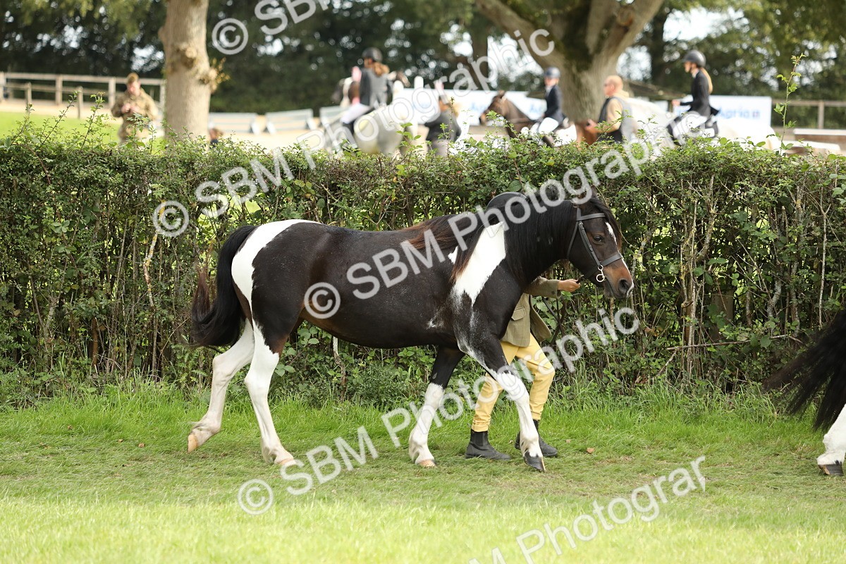 SBM_67684 - S39 - Junior Handler 8  Years & Under
