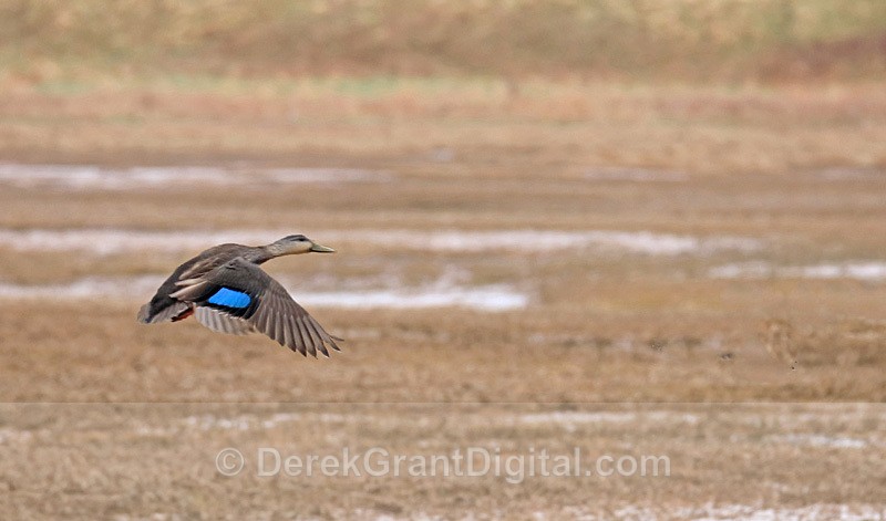 Flight of the Black Duck