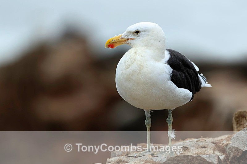 Kelp Gull - The Skeleton Coast
