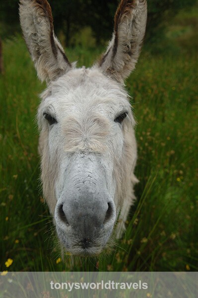 Happy Donkey, Ireland - IRISH FARM ANIMALS
