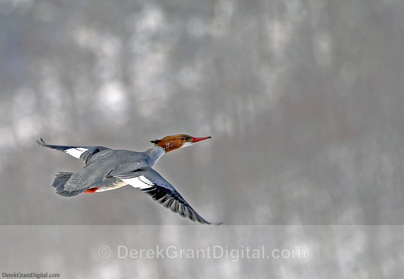 Mergus merganser (f) in Flight