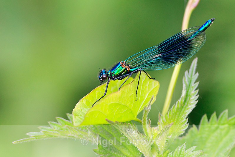 Banded Demoiselle (male) at Stour Valley LNR - INSECTS