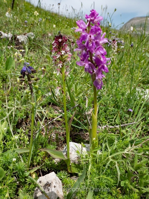 Bunt-tip orchid (Netinea ustulata) with Early purple orchid (Orchis mascula)  - Wild Orchids - 1