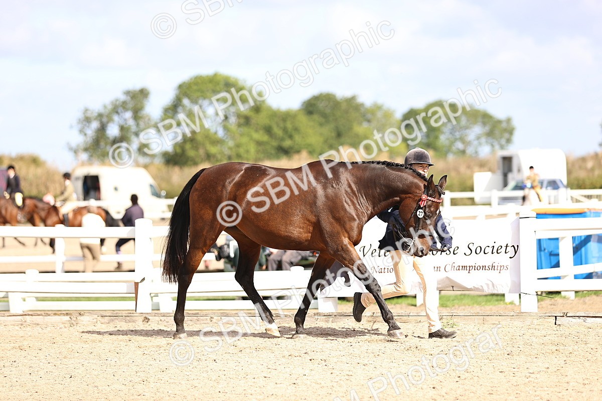 SBM_11499 - Class 407 - IH Hack-Riding Horse
