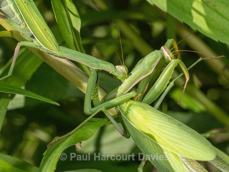 Praying Mantis (Mantis religiosa) gravid female devouring another gravid female - Ten Metres from Home 1. (2020)