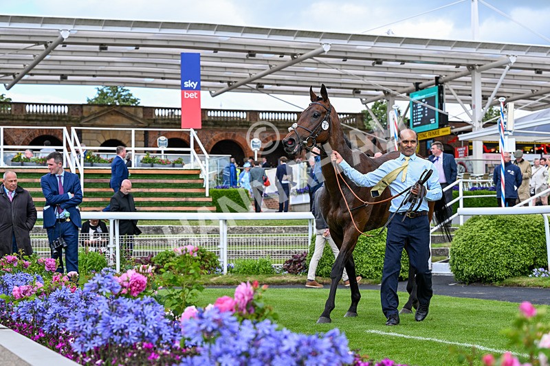130626-Race 6-Point Of Contact-2257 - Race 6 16.50pm Ice Co Supporting Macmillan Handicap