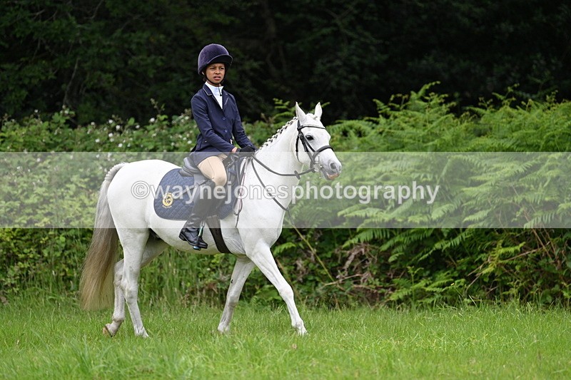 WJ7_3824 - Class 14A Handsome Gelding
