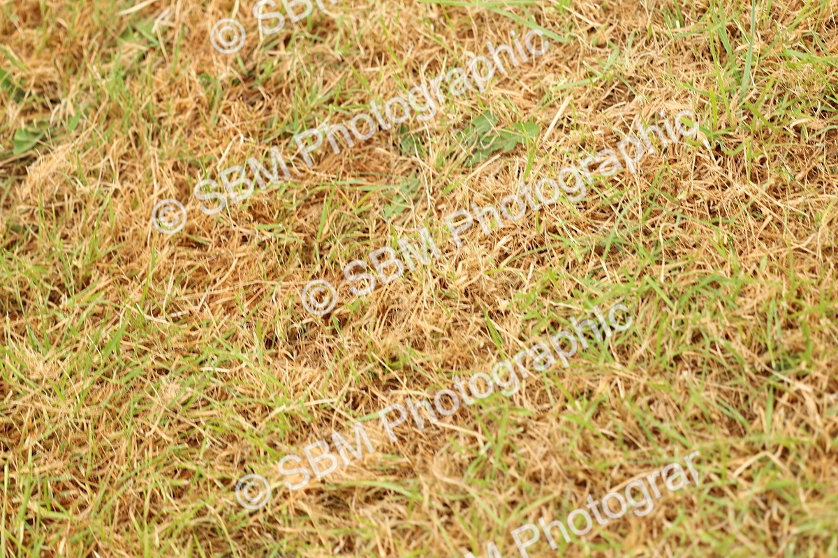 SBM_04159 - Class 64-67 - Shetland Pony In Hand