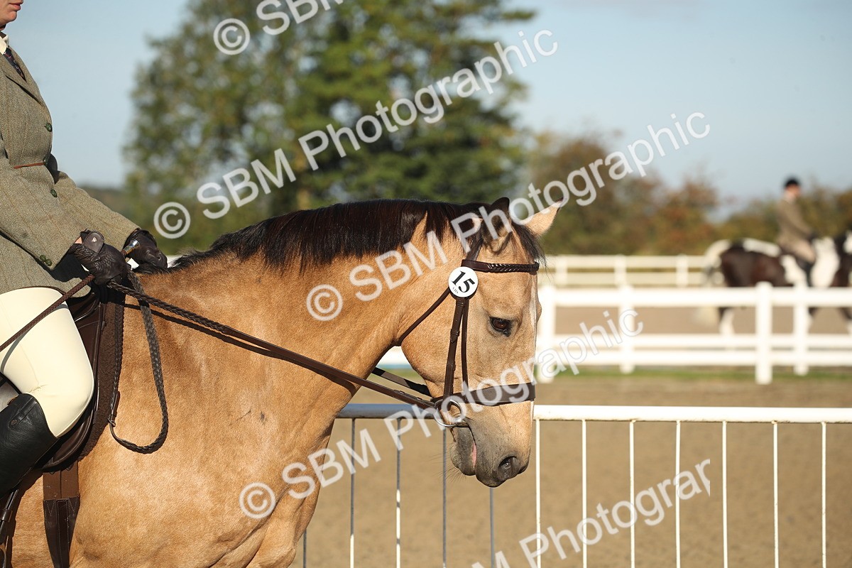SBM_11485 - Class 502 - Riding Club Horse