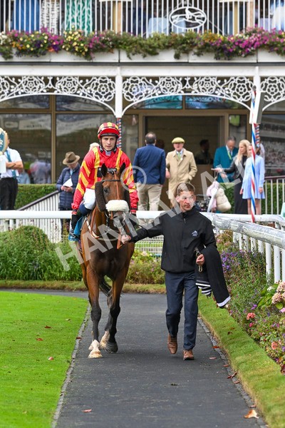 080924-Race 6-Northern Spirit-9516 - Race 6 4.35pm Hanson Springs Handicap