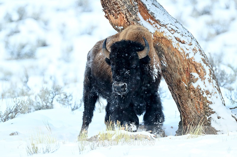 Bison rubbing against tree, Yellowstone National Park, Wyoming - Bison