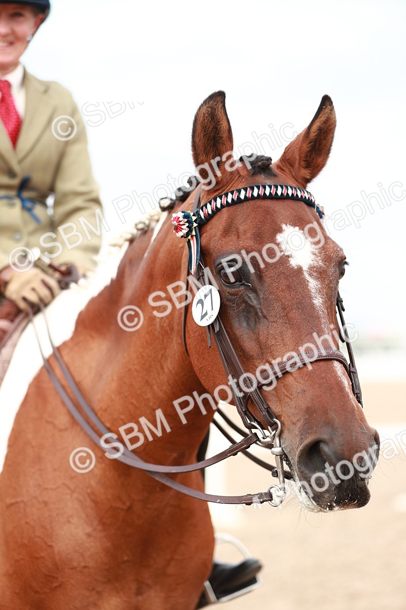 SBM_17593 - Class 215 Ridden Hack/ Riding Horse