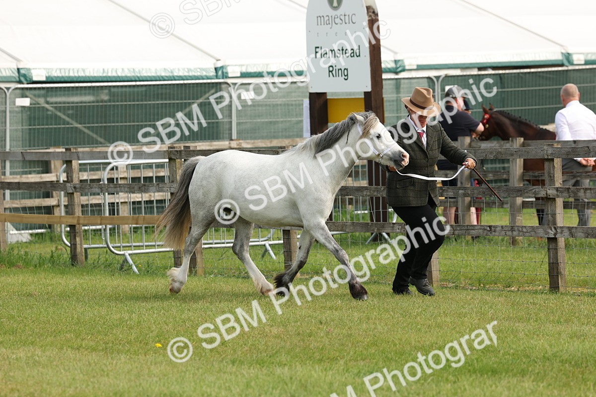 SBM_00515 - Class 6-13 - Mountatin and Moorland In Hand Welsh Breeds