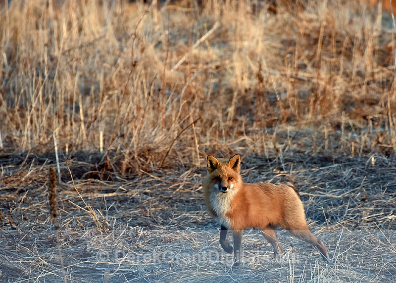Red  Fox Vixen Vulpes vulpes - Mammals, Reptiles & Amphibians