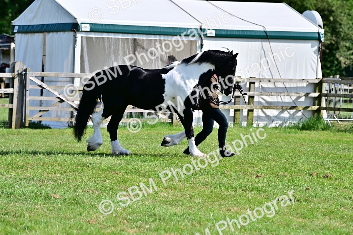 SBM_10091 - Class 63-65 - Traditional Gypsy Cobs In Hand & Ridden