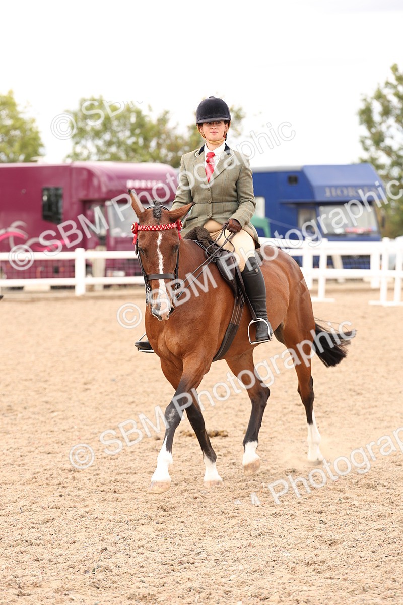 SBM_17334 - Class 214 - Ridden Hack Riding Horse