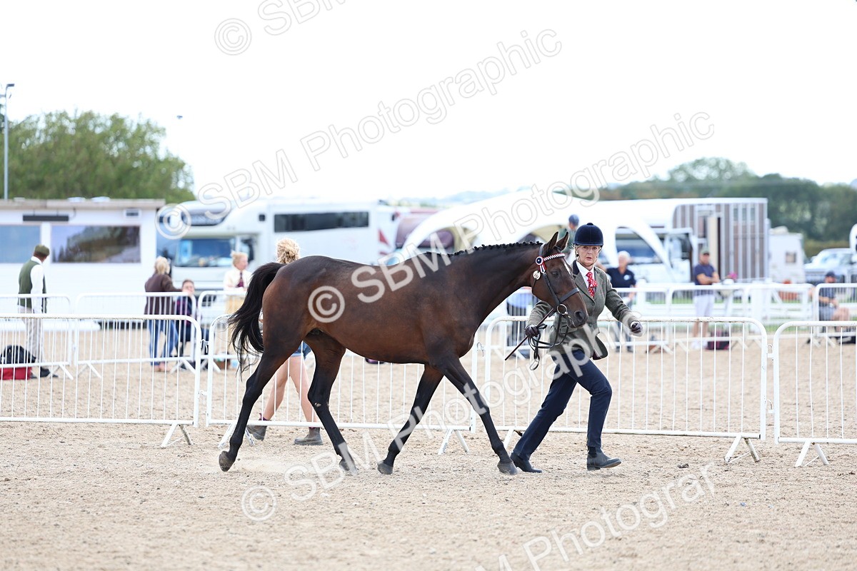 SBM_15358 - Class 312 - IH Competition Horse-Pony