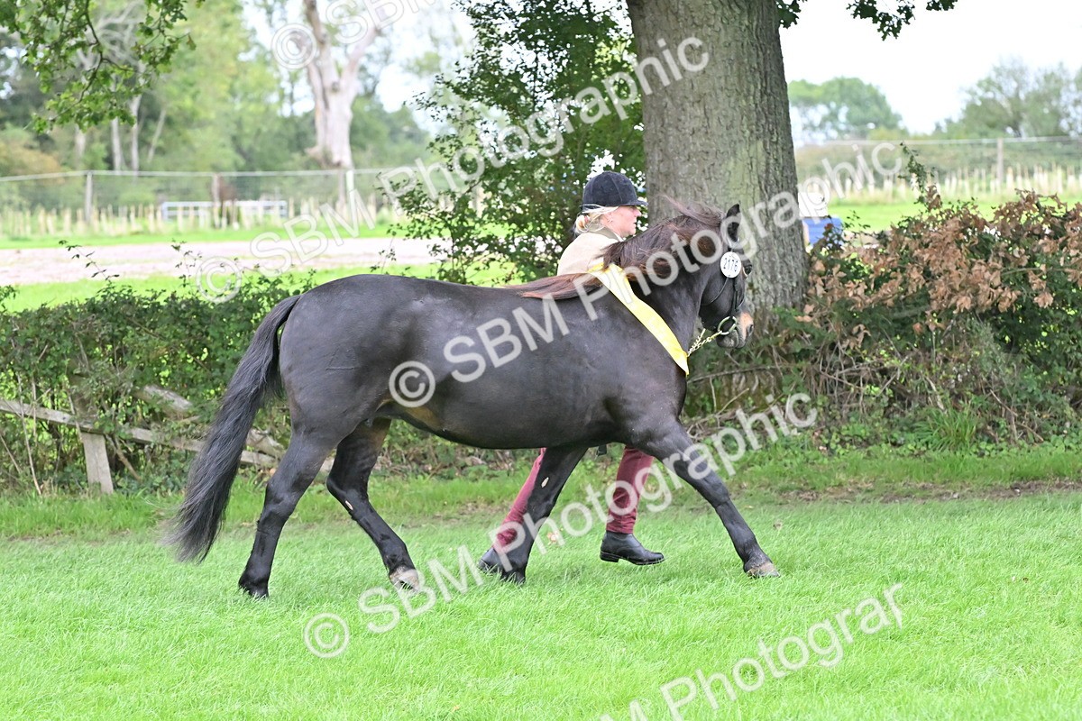 SBM_64994 - In Hand Pony & Younstock Supreme Championship