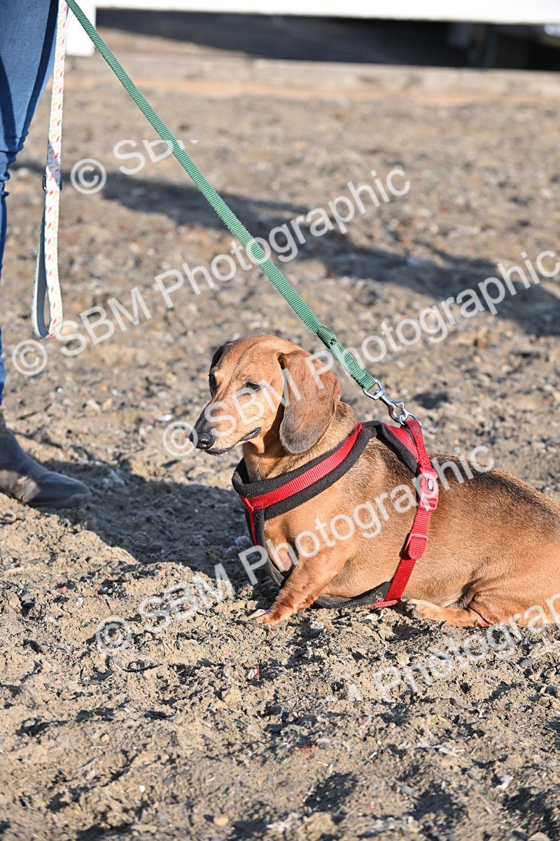 SBM_09396 - Lorry Dogs