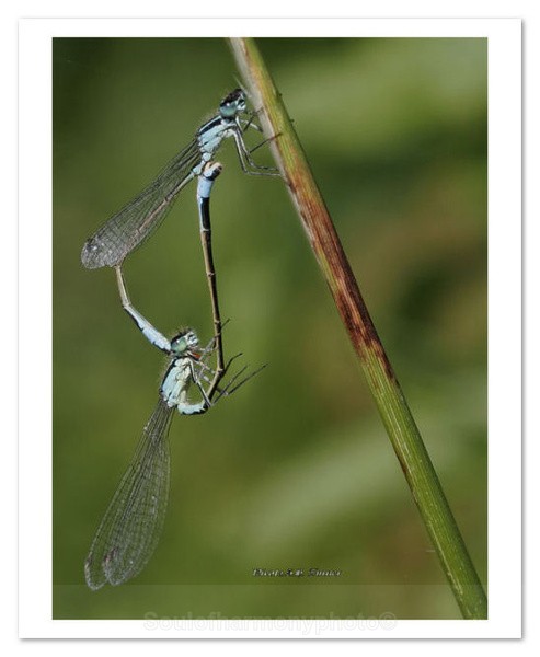 Soul Mates - Invertebrate's Macro