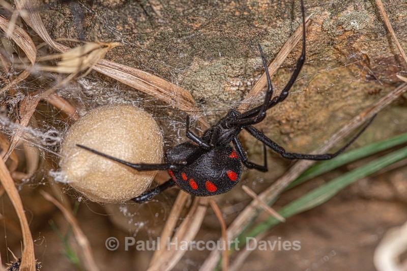 European Black Widow Spider with coccoon (Latrodectus tredecimaguttatus - Insects & Spiders & other animals 2021
