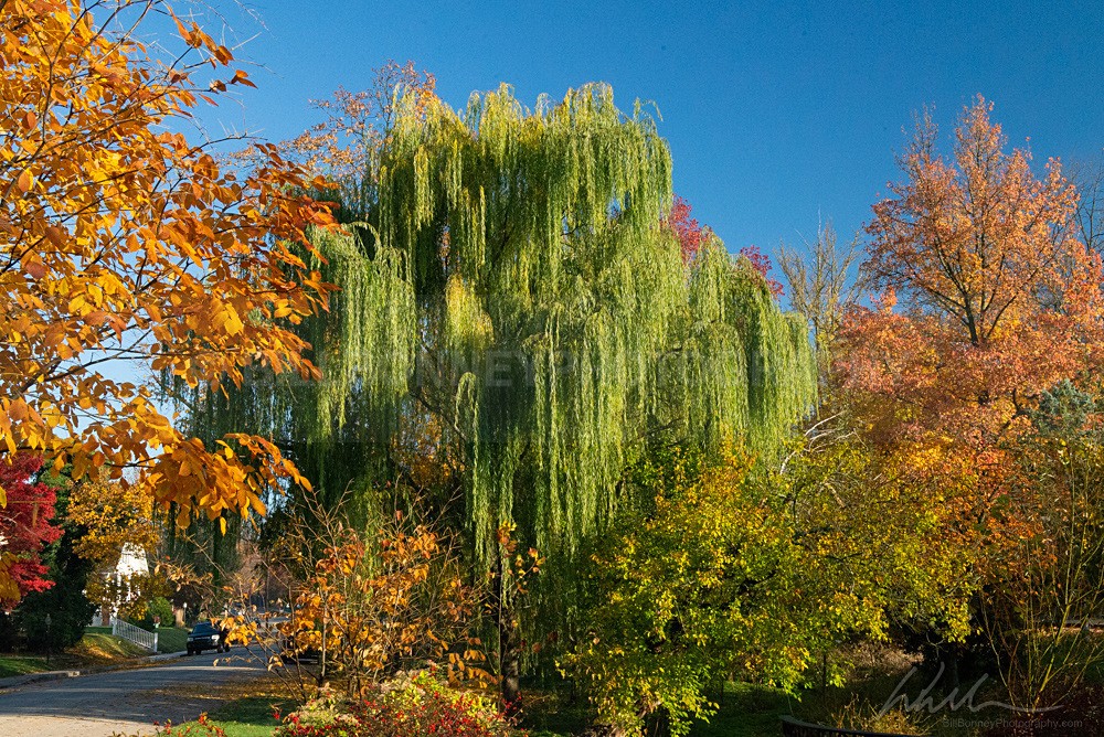 DSC_1239 - Trees