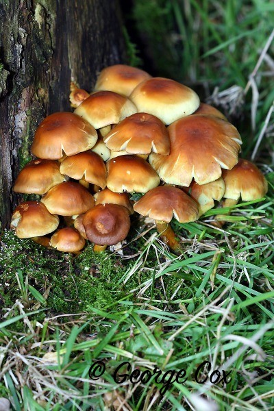 Sulphur Tuft